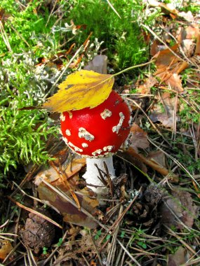 Sonbahar ormanlarında agarik uç