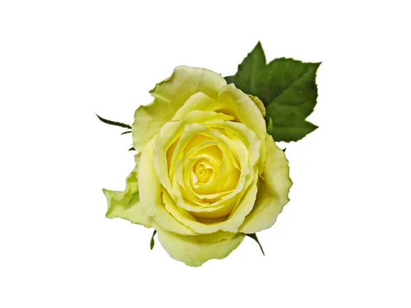 Yellow rose isolated on white — Stock Photo, Image