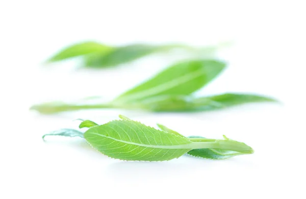 흰 배경에 분리되어 있는 싱싱 한 푸른 잎들 — 스톡 사진