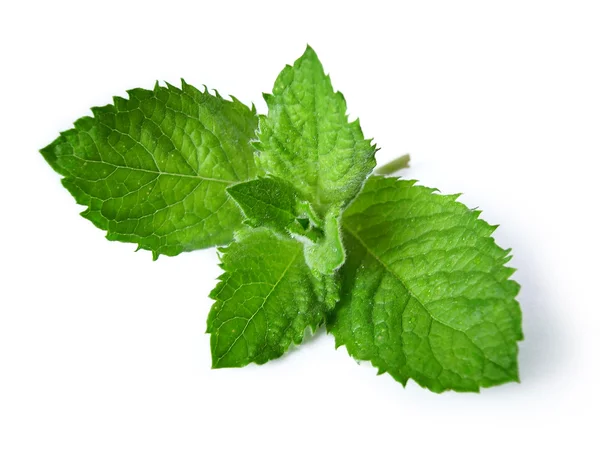 Taze yeşil nane, beyazda izole edilmiş.