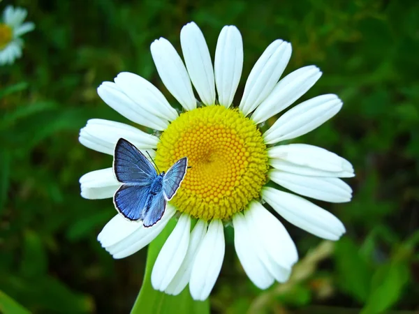 Blå fjäril placering på en camomile — Stockfoto