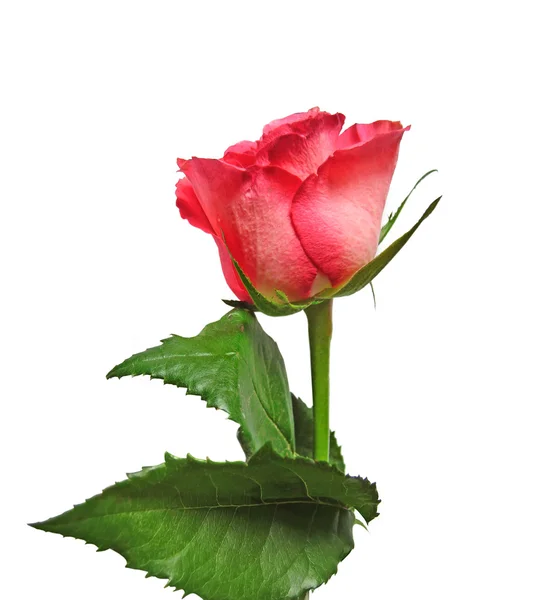 Pink rose isolated on white — Stock Photo, Image