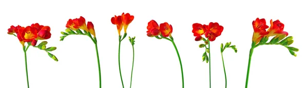 Vermelho freesias isolado no fundo branco — Fotografia de Stock