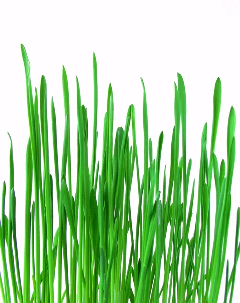 Green grass isolated on white background — Stock Photo, Image