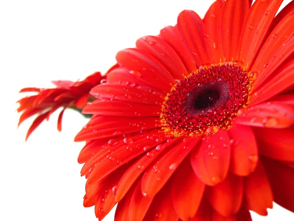 Gerberas rojas con gotas de agua aisladas sobre fondo blanco — Foto de Stock