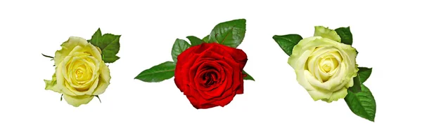 Tres rosas aisladas en blanco —  Fotos de Stock
