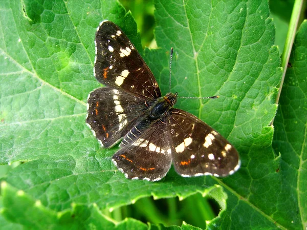 Brązowy motyl — Zdjęcie stockowe