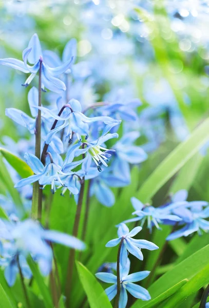 Primavera flores bluebell crescendo na floresta — Fotografia de Stock