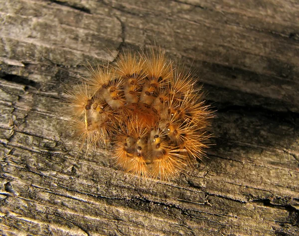 Shaggy cartepillar on wood background — Stock Photo, Image