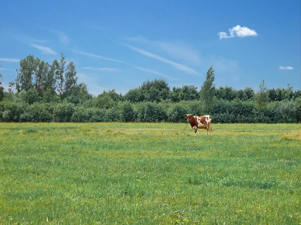 Paisagem com vaca — Fotografia de Stock