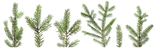 白い背景で隔離の fir 木の枝 — ストック写真