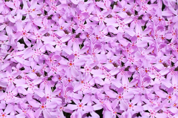 Pink flowers background — Stock Photo, Image