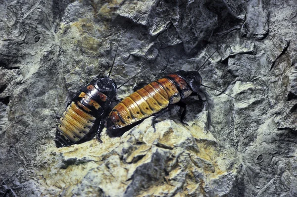 Madagascar hissing Cockroach — Stock Photo, Image