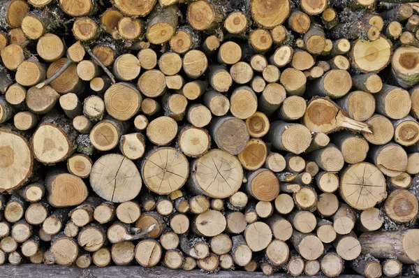 Background with logged trees texture — Stock Photo, Image