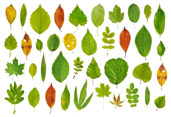Tree leaves isolated on white background