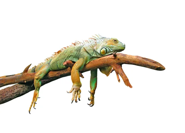 Guana preguiçoso deitado em ramo isolado em branco — Fotografia de Stock