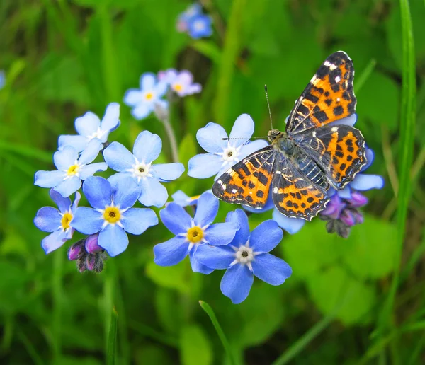 Vergeet me niet bloemen en vlinder — Stockfoto