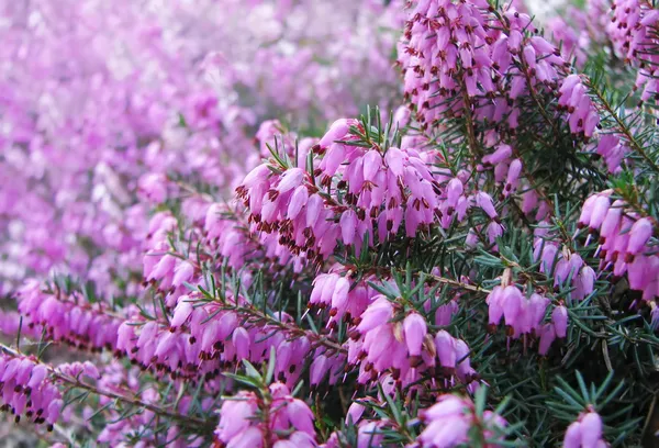 Flores de brezo florecen en agosto —  Fotos de Stock