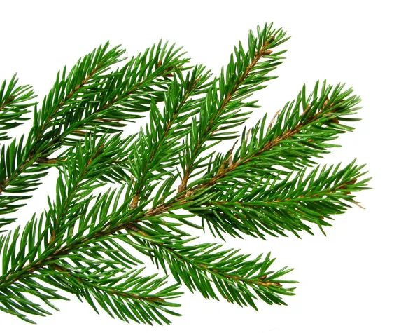 Verse groene fir branch geïsoleerd op witte achtergrond — Stockfoto