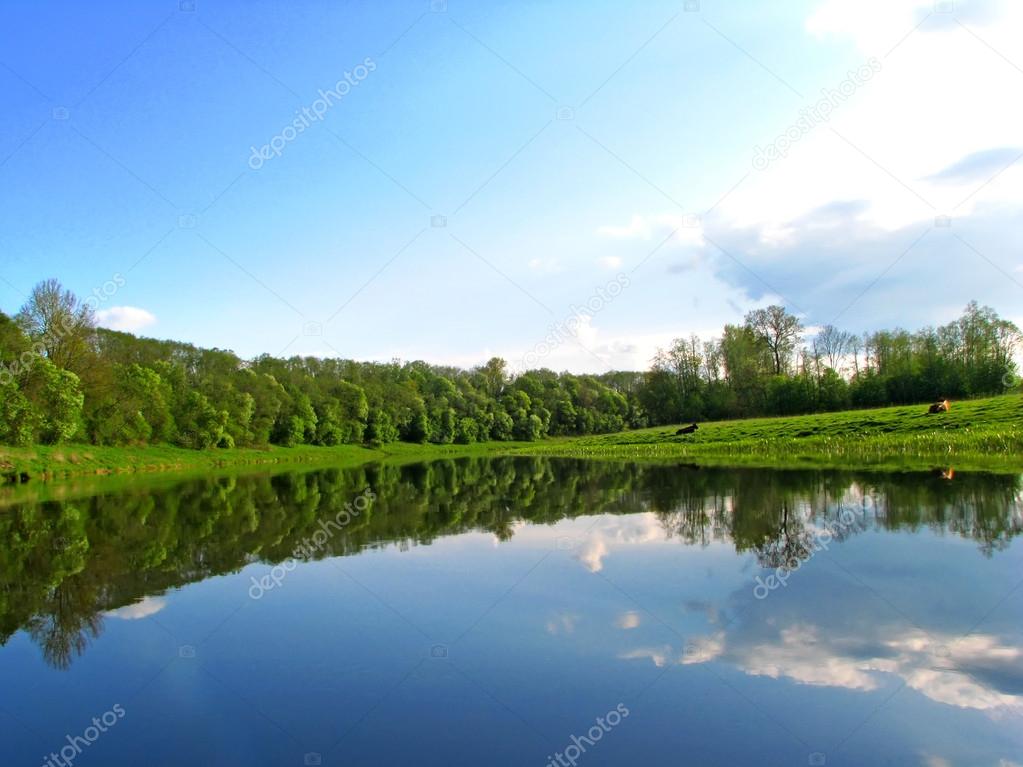 River bank and cows