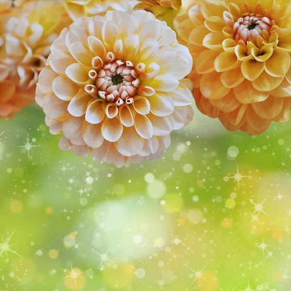 Floral background — Stock Photo, Image