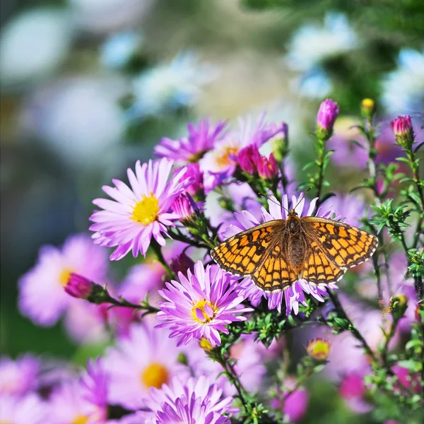 Butterfly ' and ' bloemen — Stockfoto