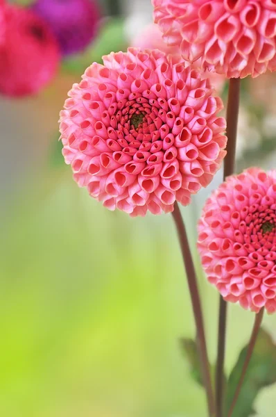 Dahlia bloemen — Stockfoto