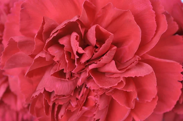 Carnation flower texture — Stock Photo, Image