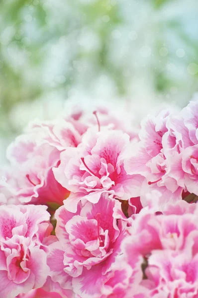 Pink azaleas bush — Stock Photo, Image