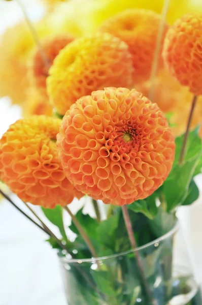Orange dahlias bouquet — Stock Photo, Image