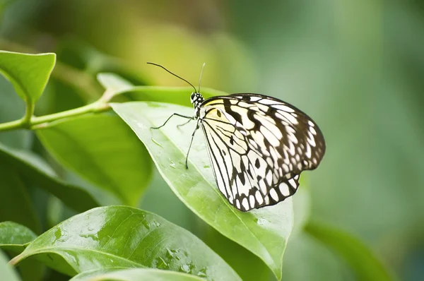 Tropikalnych motyli — Zdjęcie stockowe