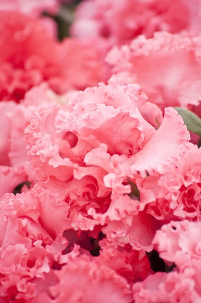 Cespuglio di azalee rosa — Foto Stock