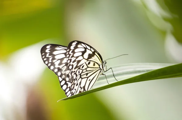 Tropische vlinder — Stockfoto