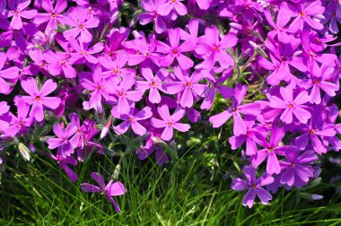 flores Phlox subulata