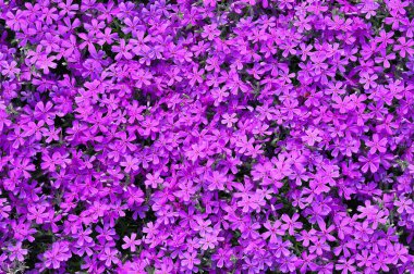 Phlox subulata çiçek arka plan