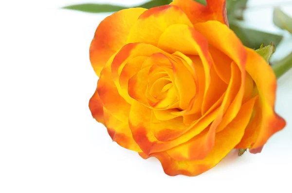 Yellow rose — Stock Photo, Image