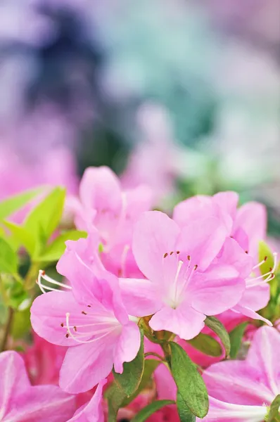 Azalea blooming — Stock Photo, Image