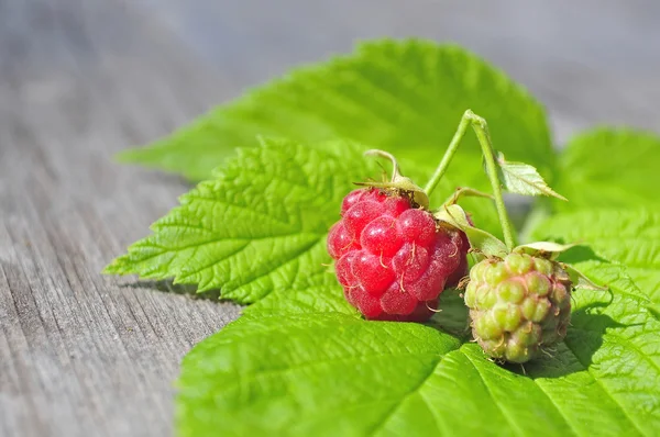 Himbeere — Stockfoto