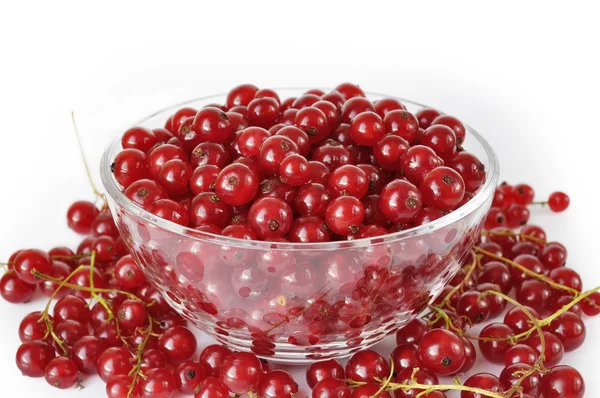 Red currant in bowl — Stock Photo, Image