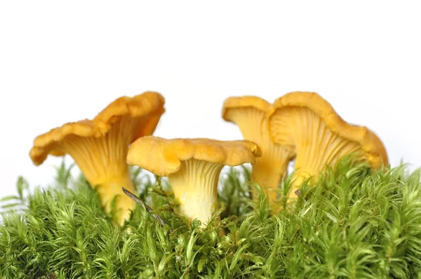 Chanterelles