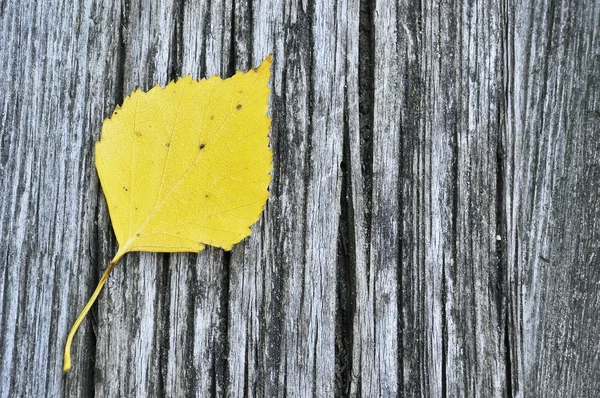 Hoja de abedul amarillo — Foto de Stock