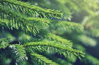 Firavun ağacı dalları