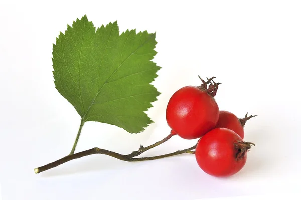 Beyaz arka plan üzerinde izole alıç