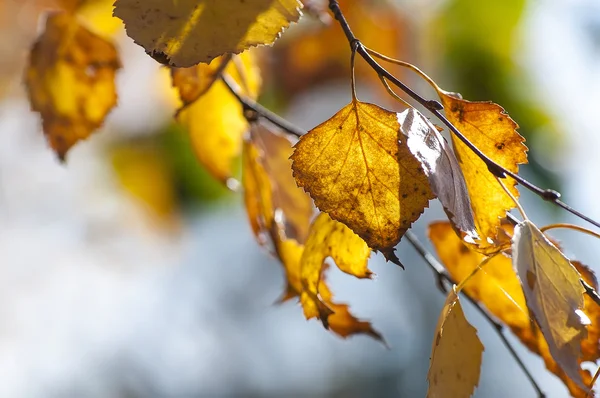 Hojas de otoño — Foto de Stock