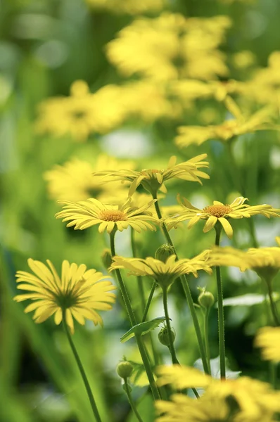 Fundo flor — Fotografia de Stock