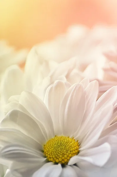 Fondo floral borroso con manzanillas — Foto de Stock