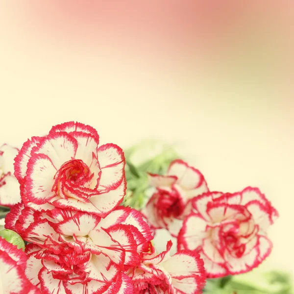 Goździk kwiat — Zdjęcie stockowe