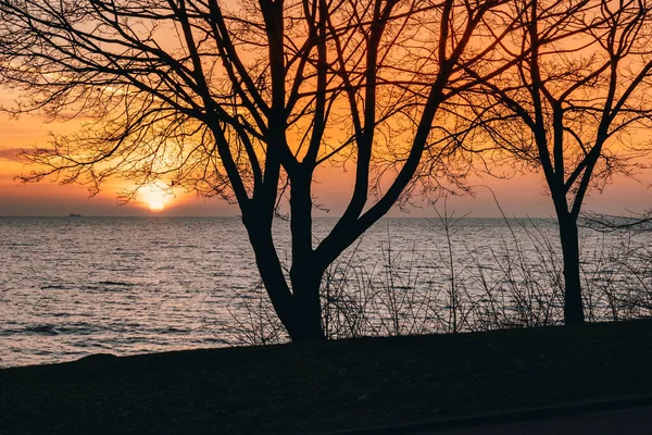 Gałęzie Drzew Wschód Słońca Nad Morzem Bałtyckim Gdynia Plaża Orłowo — Zdjęcie stockowe