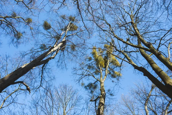 Spring Trees Blue Sky Viewed — Stock Photo, Image