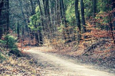 Ağaçların arasında bir orman yolu. Ormanda bahar manzarası. Polonya 'da Kashubia